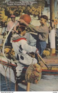 TARPON SPRINGS , Florida , 1930-40s ; Diver coming up with Sponges