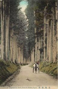 Japan, Imaichi Nikko Japan, Cryptomeria Road