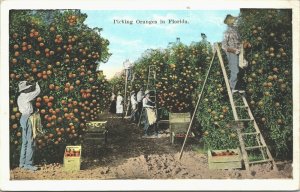 USA Picking Oranges in Florida Vintage Postcard 03.47