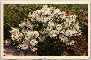 Rhododendron Abundant At Lake Lure North Carolina CA Flower Blooms Postcard