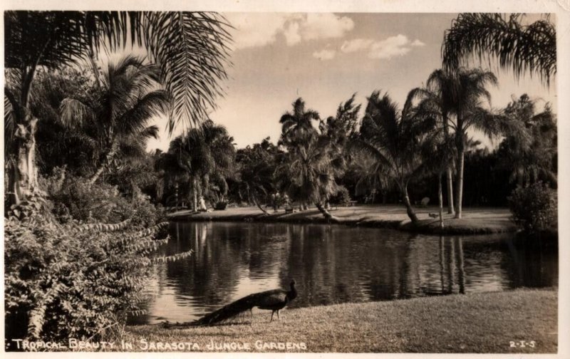 RPPC Real Photo Postcard -  Sarasota Jungle Gardens  Peacock