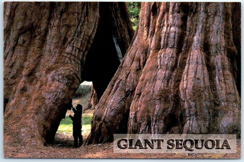 Postcard - Giant Sequoia, Sierra Nevada Mountains - California