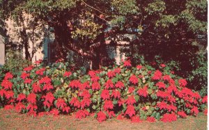 US    PC5358  FLORIDA POINTSETTIA