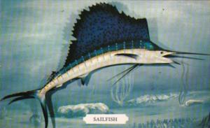 Sailfish