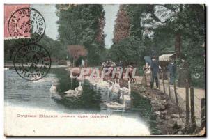 White Swans Clor - Europe - Swans - Old Postcard