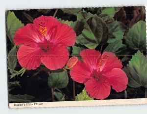 Postcard The Hibiscus Hawaiis State Flower Hawaii USA