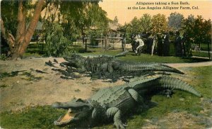 Los Angeles California Alligators Sun Bath Farm Newman C-1910 Postcard 21-8776