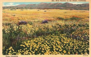 Vintage Postcard Desert Sunshine Wild Flowers Blooms Floral Nature California CA