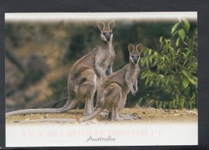 Animals Postcard - The Australian Whiptail Wallaby. Postally used - RR4578