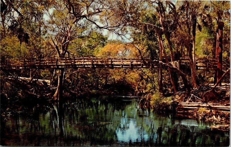 Postcard Picturesque Suspension Bridge Hillsborough River State Park FL  1581