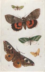\Butterflies and Moths\ Tuck Aquarette Postcard # 9219