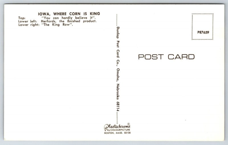 Banner Greetings From Iowa~Tractor w/Giant Corn~Cattle~Cornfield~1950s Postcard