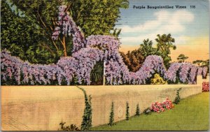 postcard - Purple Bougainvillea Vines