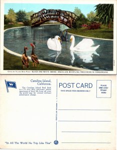 Black and White Swans (33104