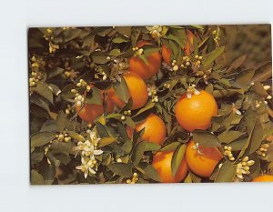 Postcard Branch of an Orange Tree, Blooming and Bearing Fruit