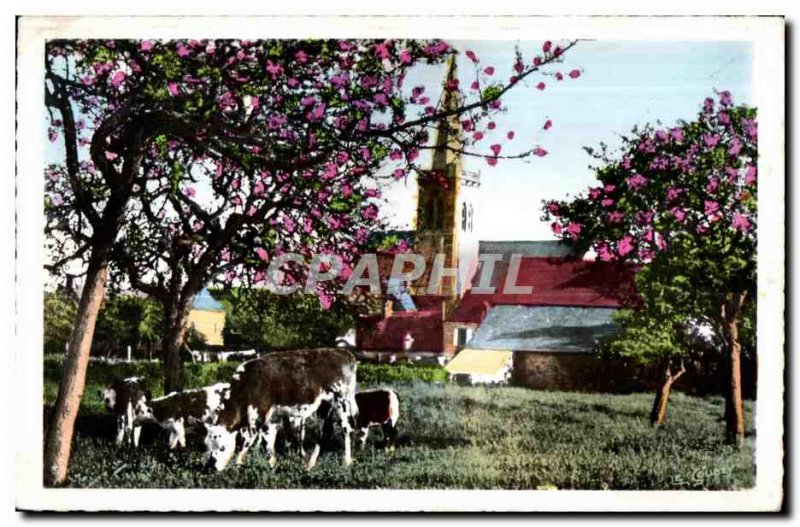 Modern Postcard Normandy Picturesque Under Apple trees Cows