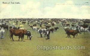 Bunch of Trail Cattle Western Cowboy, Cowgirl Unused 