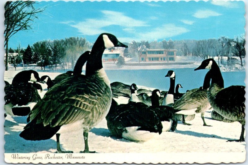 M-49239 Wintering Geese Rochester Minnesota