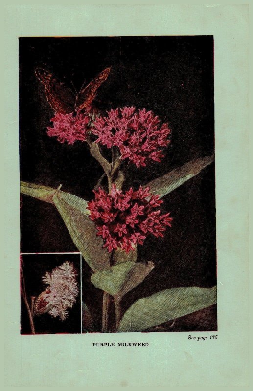 Vintage 1922 Flower Print Milkweed Butterfly Weed 2 Side Flowers You