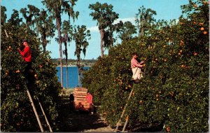 Picking Oranges Florida FL Beautiful US Postcal Service Cancel Postcard PM Vtg 