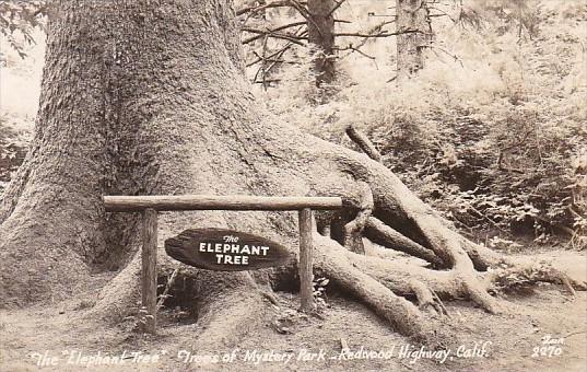 The Elephant Tree Trees Of Mystery Park Redwood Highway California Real Photo