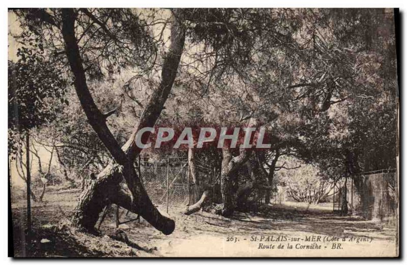 Old Postcard Tree St Palais sur Mer Corniche Road