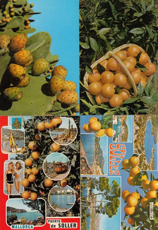 Mallorca Oranges Fruit Picking 4x Spanish Postcard s