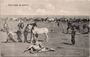 Argentina Una Doma de Potros Horses Vintage Postcard C066