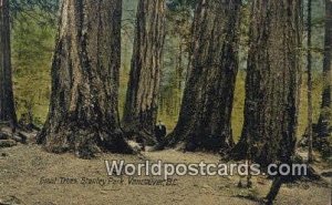 Giant Trees, Stanley Park Vancouver British Columbia, Canada Unused 