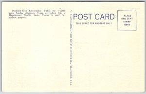 Silver Springs Florida 1950s Postcard Extracting Venom From Rattlesnake