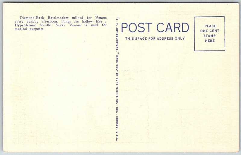 Silver Springs Florida 1950s Postcard Extracting Venom From Rattlesnake