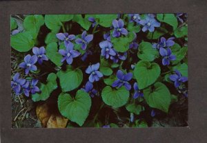 Violet Flowers State Flower New Jersey NJ, Rhode Island RI Wisconsin WI Postcard