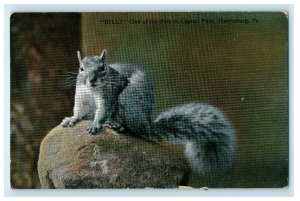 1911 Grey Squirrel Pet at Capitol Park Harrisburg Pennsylvania PA Postcard 