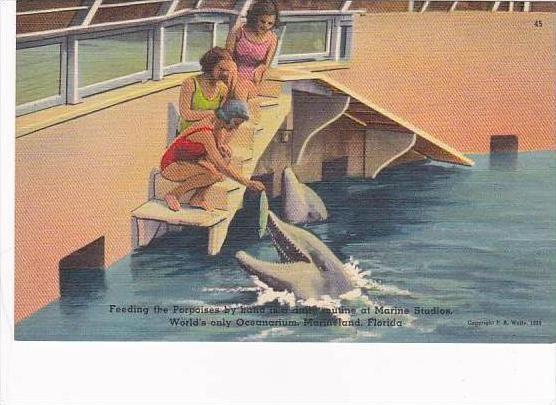 Florida Marineland Feeding The Porpoises By Hand