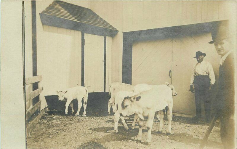 C-1910 Farm Agriculture Calves Rural life Postcard RPPC real photo 22-4242