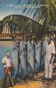 Florida Tarpon Caught In The Fishermen's Paradise 1953