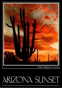 Arizona Giant Saguaro Cactus Against Southwestern Sunset