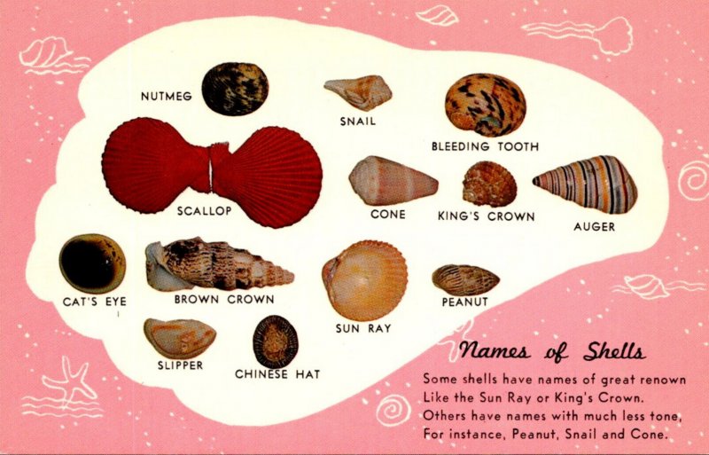 Sea Shells Names Of Shells