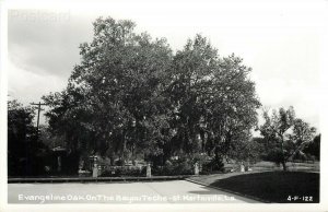 LA, Saint Martinville, Louisiana, Gabriel & Evaneline Oak, Lot of 2, RPPC