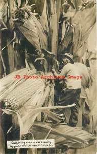 Exaggeration, RPPC, WH Martin 1909, Farmer Gathering Corn in our Country