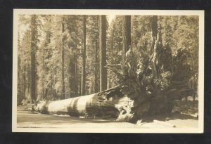 RPPC YOSEMITE NATIONAL PARK CALIFORNIA FALLEN HUGE TREE REAL PHOTO POSTCARD