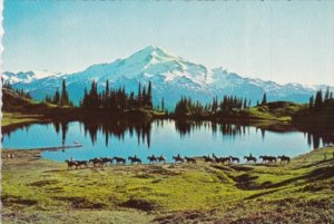 Washington Horseback Riders At Glacier Peak Wilderness Area