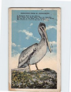 Postcard Pelican, Greetings From St. Petersburg, Florida