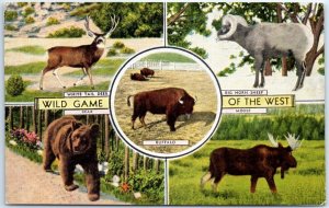 Postcard - Wild Game Of The West