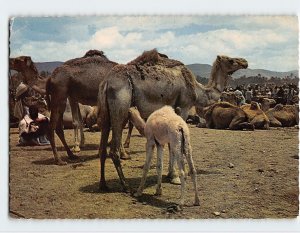 M-129711 Camel Market Goulimine Morocco