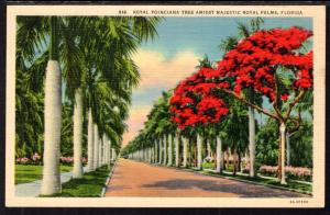 Royal Poinciana Tree,Royal Palms,FL