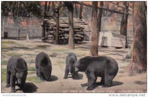 The Bears In City Park Denver Colorado 1913