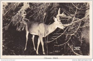 Michigan Glennie Deer Scene 1948 Real Photo