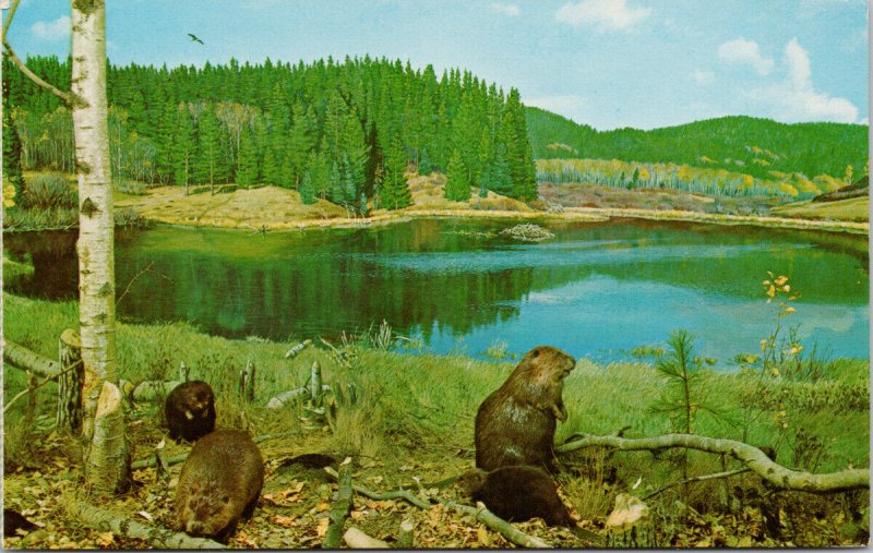 Beaver Scene Museum of Natural History Regina SK Saskatchewan 1970s Postcard F30