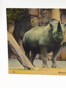 Postcard Rhinoceros Detroit Zoological Park Michigan Unposted Linen Hand Colored